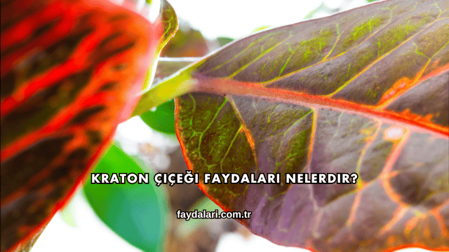 Kraton Çiçeği Faydaları Nelerdir?