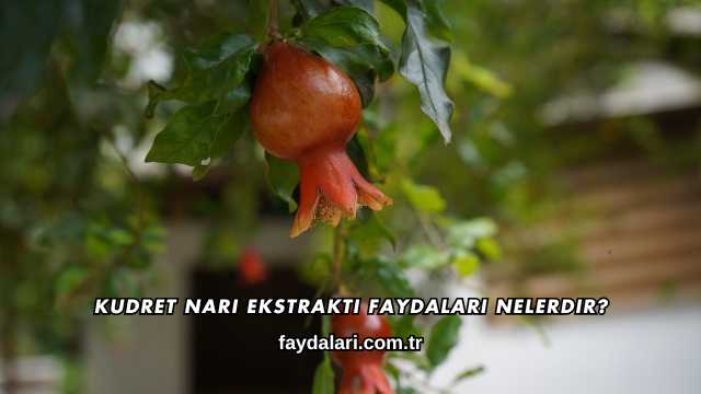Kudret Narı Ekstraktı Faydaları Nelerdir?