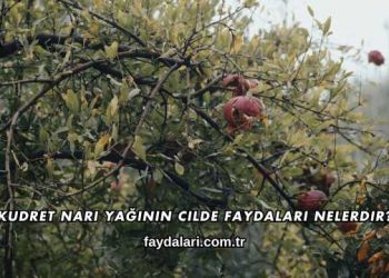 Kudret Narı Yağının Cilde Faydaları Nelerdir?