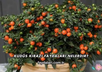 Kudüs Kirazı Faydaları Nelerdir?