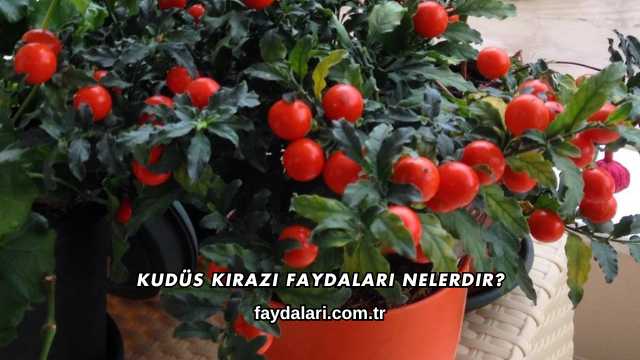 Kudüs Kirazı Faydaları Nelerdir?