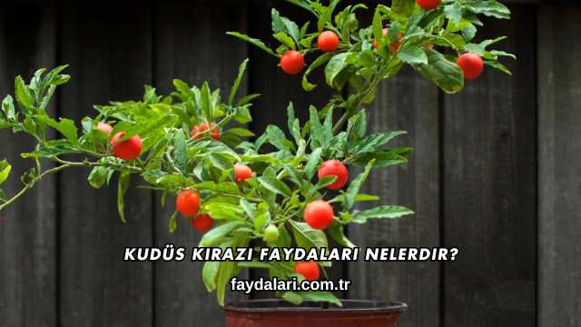 Kudüs Kirazı Faydaları Nelerdir?