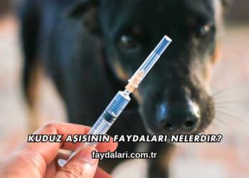 Kuduz Aşısının Faydaları Nelerdir?