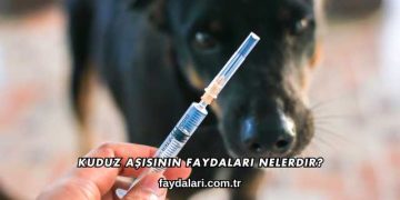 Kuduz Aşısının Faydaları Nelerdir?