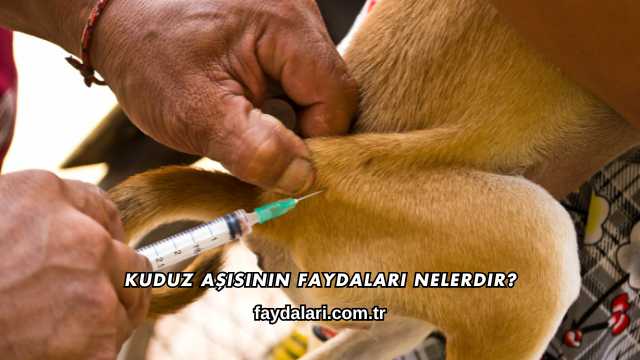 Kuduz Aşısının Faydaları Nelerdir?