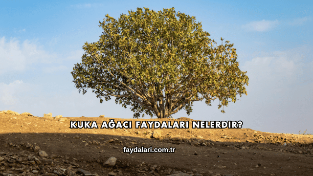 Kuka Ağacı Faydaları Nelerdir?