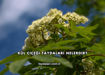 Kül Çiçeği Faydaları Nelerdir?