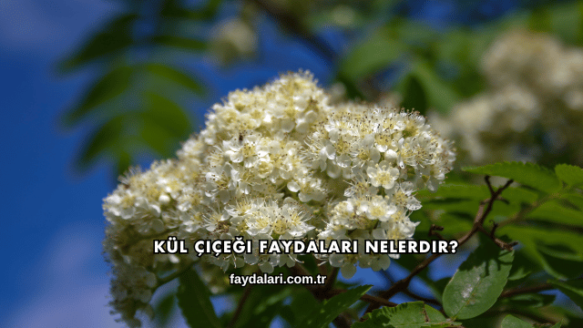 Kül Çiçeği Faydaları Nelerdir?