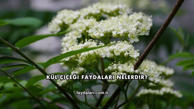 Kül Çiçeği Faydaları Nelerdir?
