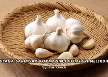 Kulağa Sarımsak Koymanın Faydaları Nelerdir?