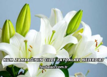 Kum Zambağının Cilde Faydaları Nelerdir?