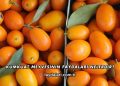 Kumkuat Meyvesinin Faydaları Nelerdir?