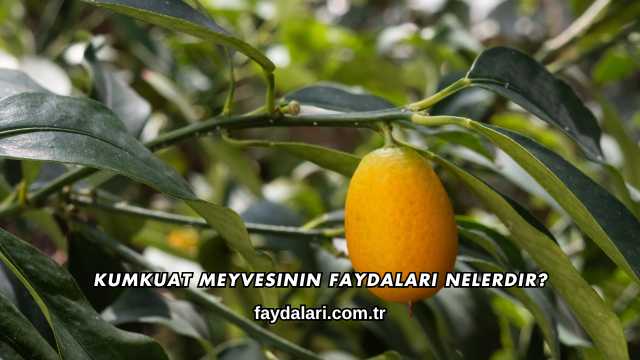 Kumkuat Meyvesinin Faydaları Nelerdir?