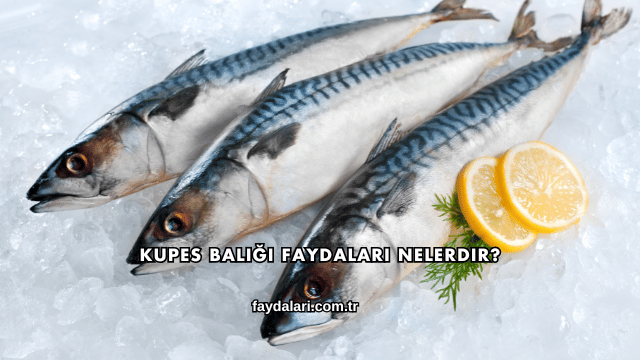 Kupes Balığı Faydaları Nelerdir?