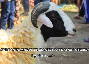 Kurbanın Maddi ve Manevi Faydaları Nelerdir?