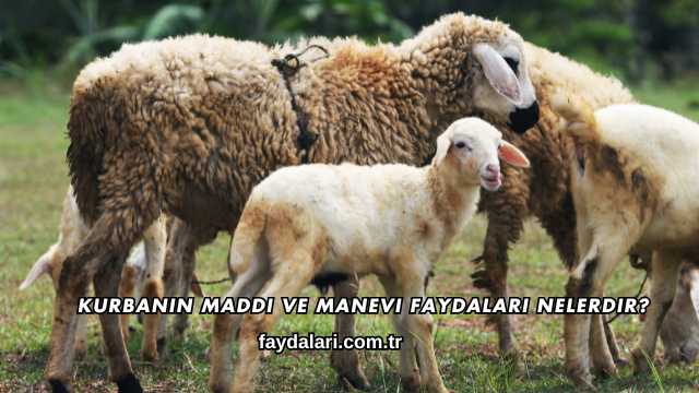 Kurbanın Maddi ve Manevi Faydaları Nelerdir?
