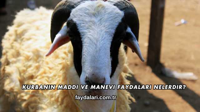 Kurbanın Maddi ve Manevi Faydaları Nelerdir?