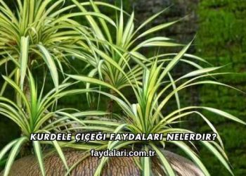 Kurdele Çiçeği Faydaları Nelerdir?