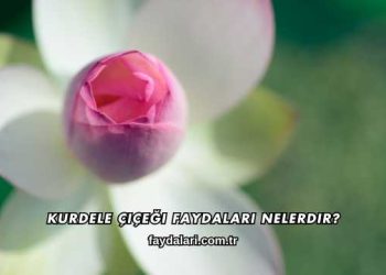 Kurdele Çiçeği Faydaları Nelerdir?