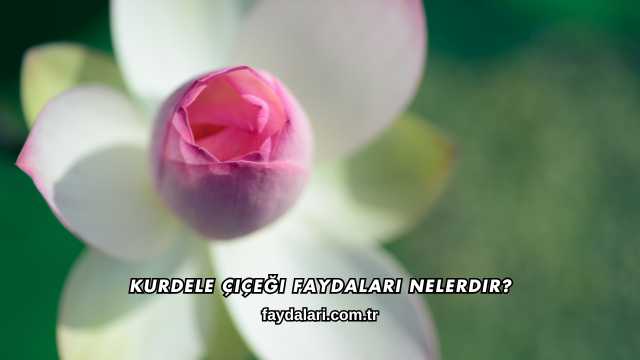 Kurdele Çiçeği Faydaları Nelerdir?