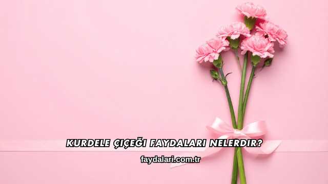 Kurdele Çiçeği Faydaları Nelerdir?