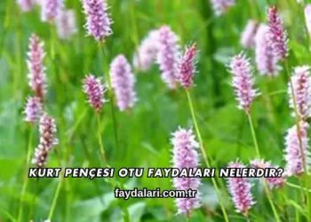 Kurt Pençesi Otu Faydaları Nelerdir?