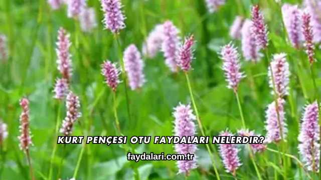 Kurt Pençesi Otu Faydaları Nelerdir?