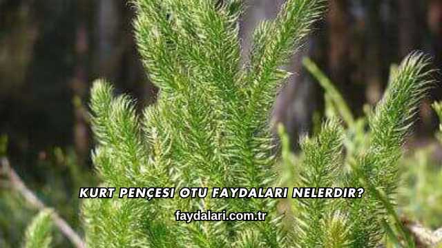 Kurt Pençesi Otu Faydaları Nelerdir?