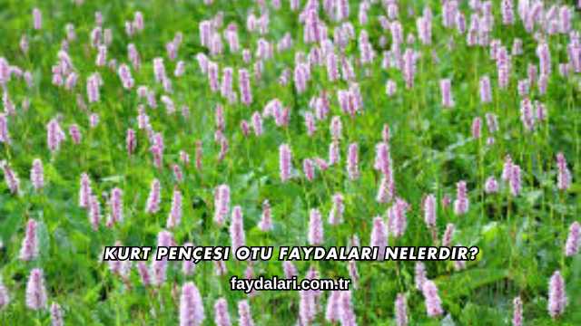 Kurt Pençesi Otu Faydaları Nelerdir?