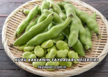 Kuru Baklanın Faydaları Nelerdir?