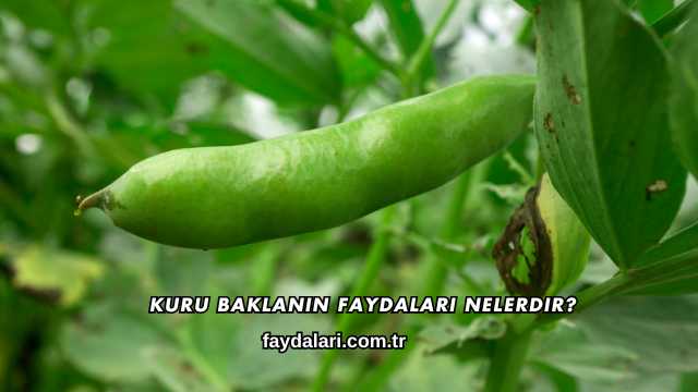Kuru Baklanın Faydaları Nelerdir?
