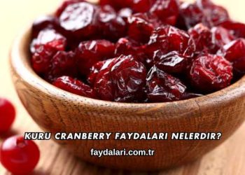 Kuru Cranberry Faydaları Nelerdir?