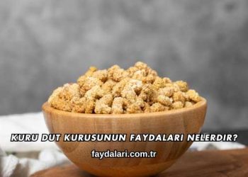 Kuru Dut Kurusunun Faydaları Nelerdir?