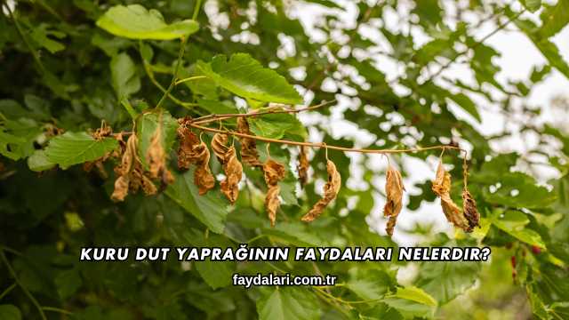 Kuru Dut Yaprağının Faydaları Nelerdir?