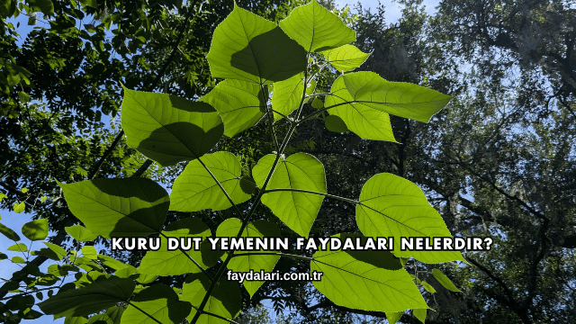 Kuru Dut Yemenin Faydaları Nelerdir?
