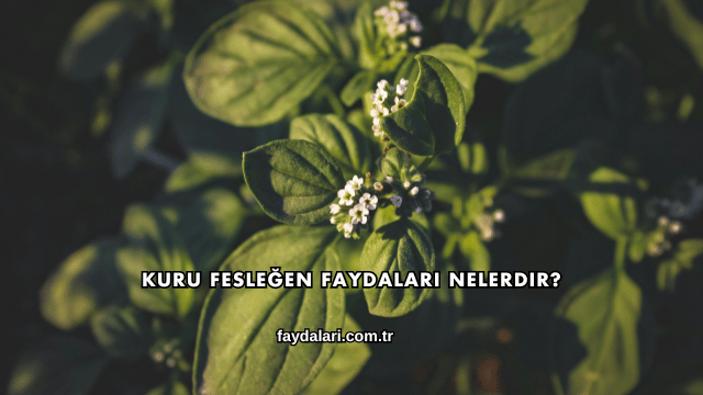 Kuru Fesleğen Faydaları Nelerdir?