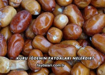Kuru İğdenin Faydaları Nelerdir?