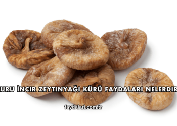 Kuru İncir Zeytinyağı Kürü Faydaları Nelerdir?