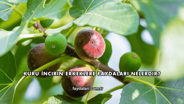 Kuru İncirin Erkeklere Faydaları Nelerdir?