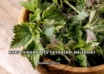 Kuru Isırgan Otu Faydaları Nelerdir?