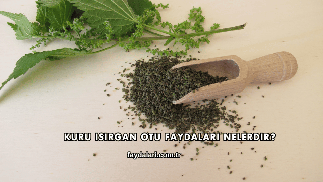 Kuru Isırgan Otu Faydaları Nelerdir?