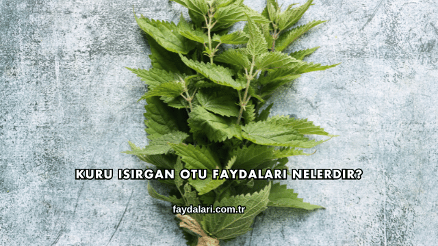 Kuru Isırgan Otu Faydaları Nelerdir?