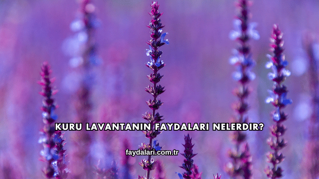 Kuru Lavantanın Faydaları Nelerdir?