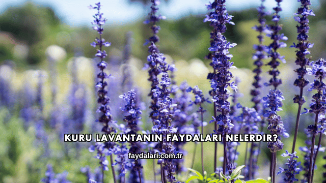 Kuru Lavantanın Faydaları Nelerdir?