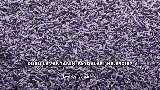 Kuru Lavantanın Faydaları Nelerdir?