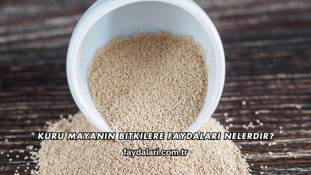 Kuru Mayanın Bitkilere Faydaları Nelerdir?