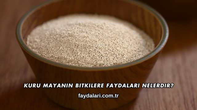 Kuru Mayanın Bitkilere Faydaları Nelerdir?