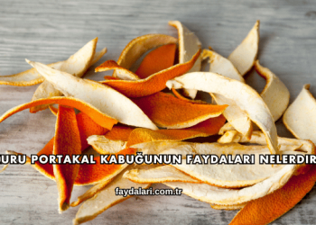 Kuru Portakal Kabuğunun Faydaları Nelerdir?