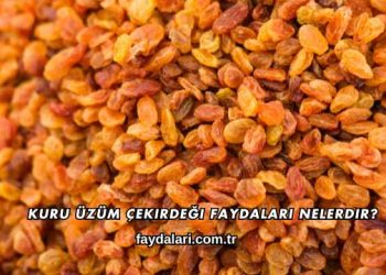 Kuru Üzüm Çekirdeği Faydaları Nelerdir?