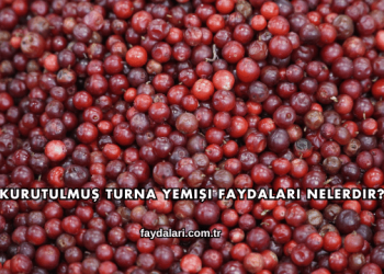 Kurutulmuş Turna Yemişi Faydaları Nelerdir?
